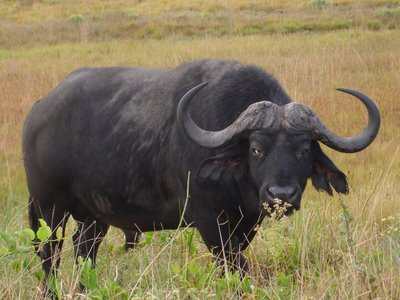 Buffalo Africa