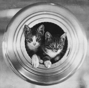 "The cats on the ship"