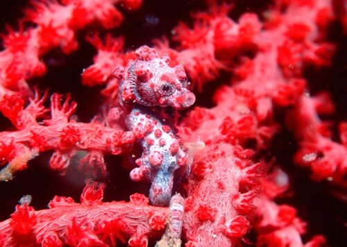 Seahorse facts: Pygmy seahorse