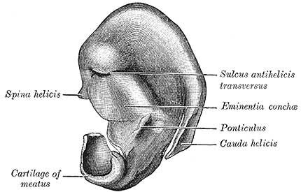 Skeletal system facts: external ear cartilage Skeletal system facts: external ear cartilage