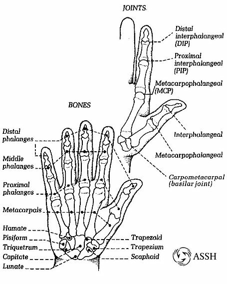 Skeletal system: facts finger Skeletal system: facts finger