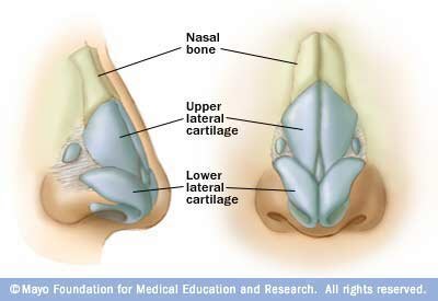 Skeletal system facts: nose cartilage Skeletal system facts: nose cartilage