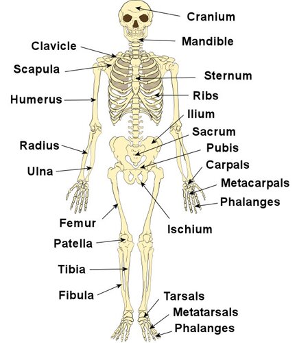 Skeletal system facts: skeleton Skeletal system facts: skeleton