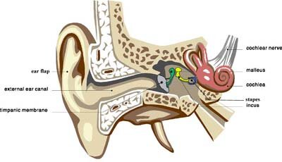 Skeletal system facts: smallest bone Skeletal system facts: smallest bone