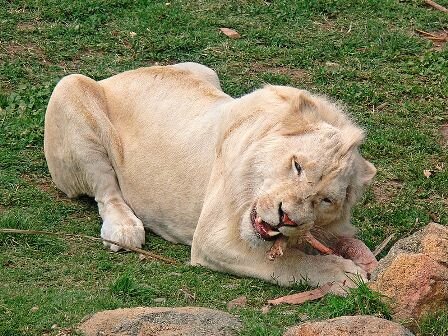 Facts about white lions - White lion