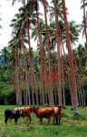 10 Interesting Facts about Vanuatu