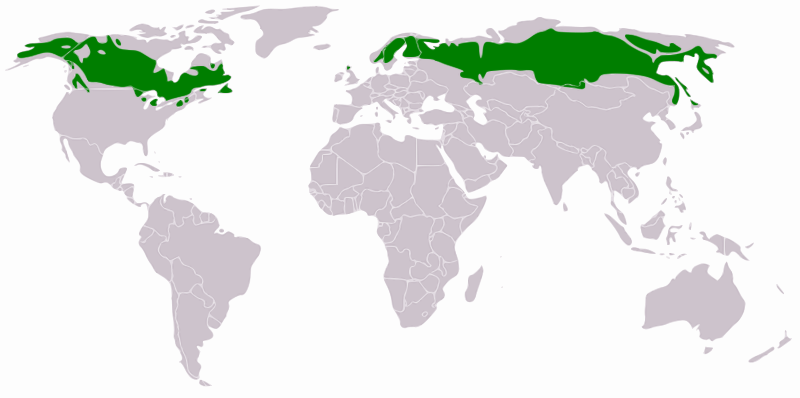 facts about The Coniferous Forest