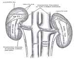 10 Interesting Facts about the Kidney 10 Interesting Facts about the Kidney
