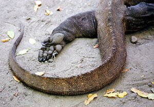Facts 6 Foot and Tail
