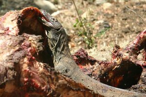Facts 8 Komodo Eating Rinca