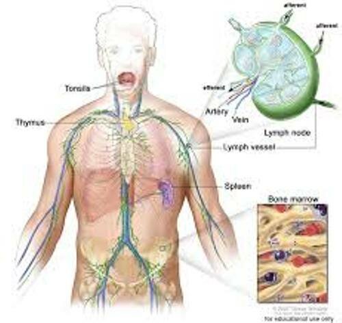 Lymphatic System Facts