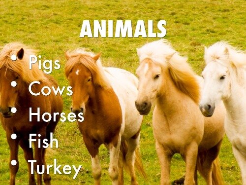 Middle Colonies and Animals