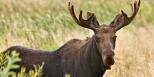 8 Interesting Facts about the Moose